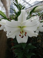 [5222 Pearl Queen VZ No01.JPG]